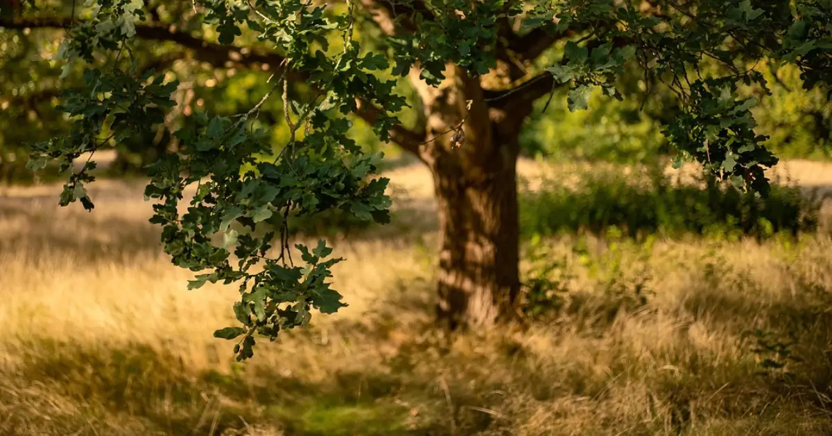 Roots of Gratitude Finding Our Community Gratitude Tree oak tree in a grassy field out of focus with its leaves much closer in focus